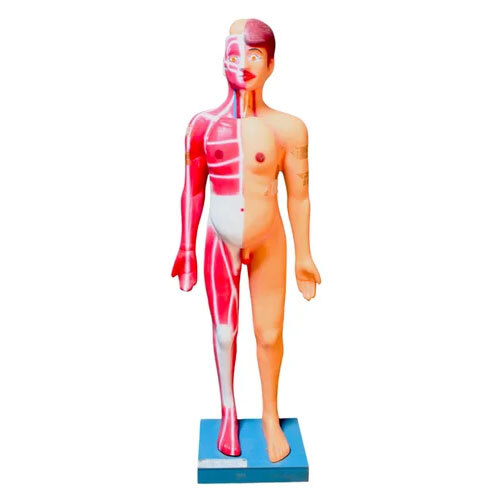 Full Size Human Body Part Models