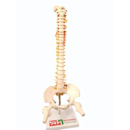 Mini Spine And Pelvis Model