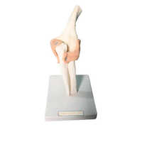 Human Elbow Joint Model - Material: Silicone