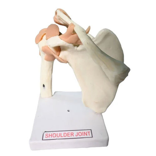 Human Shoulder Joint Model