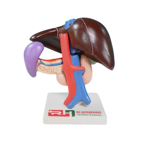 Liver Pancrease Deodenum