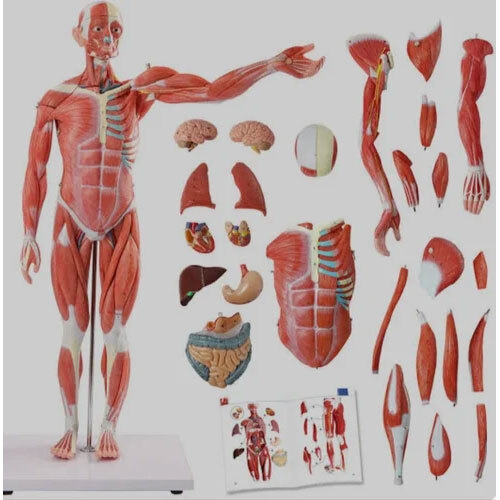 Internal Muscles Of Organ Human Body Models - Color: Skin