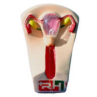 Iud Training Model - Pvc Material, Skin Color, Portable Design | Ideal For Medical College Use