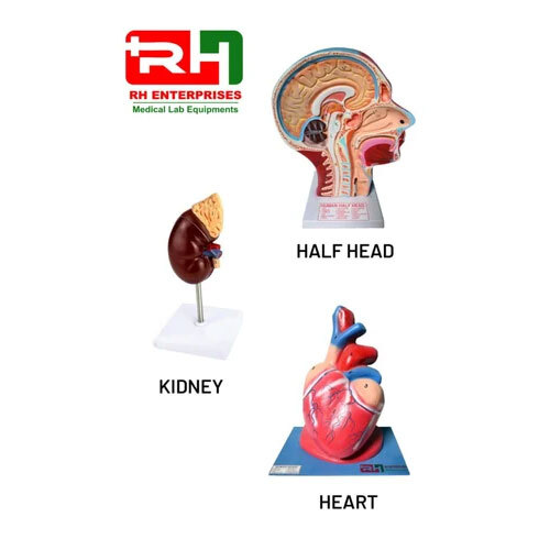 Human Anatomical Models For Students