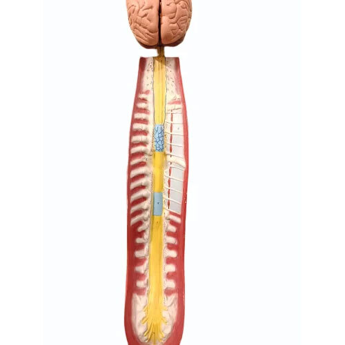 Human Brain With Spinal Cord MODEL