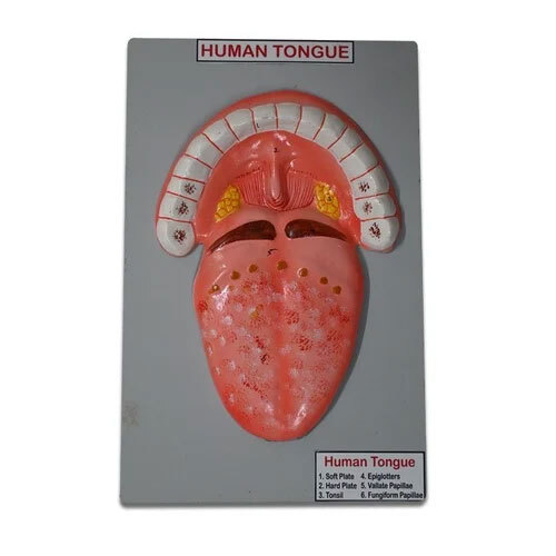 Human Tongue Model