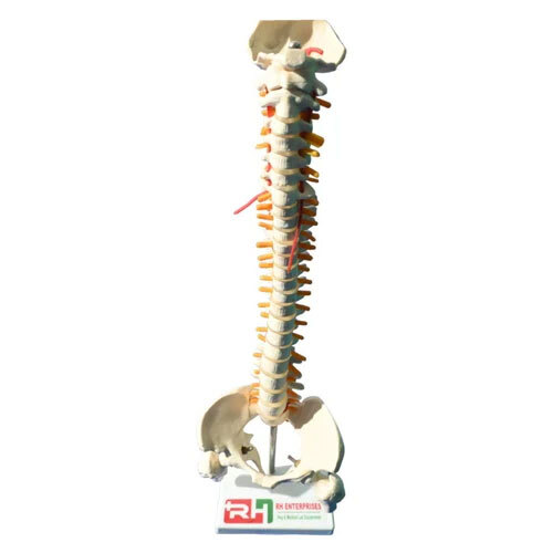 Vertebral Coloum