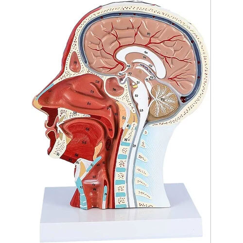 Half Head Model With Nerves And vessels