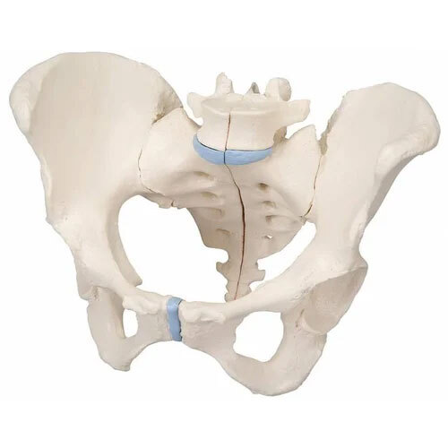 Male Pelvis Model