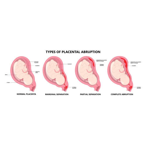 Human Physiology Charts