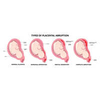 Human Physiology Charts - Paper, A4 Size | Portable Design For Hospital Use, Ideal For Educational And Reference Purposes