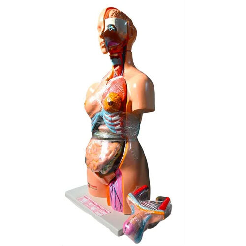 Human Torso With Head Model