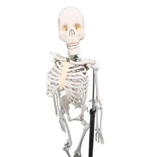 Skeleton with Stand