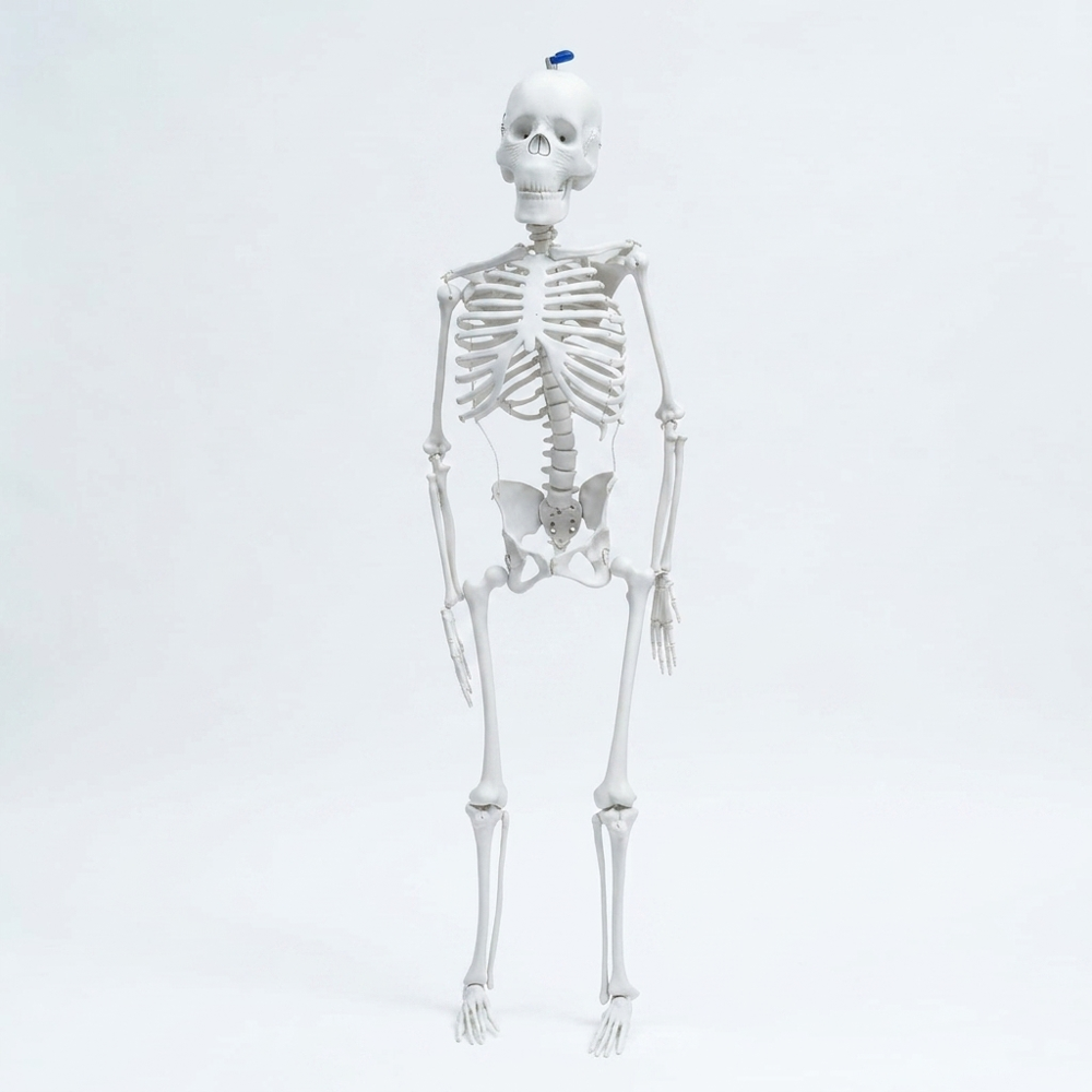 Skeleton With Stand - Color: White