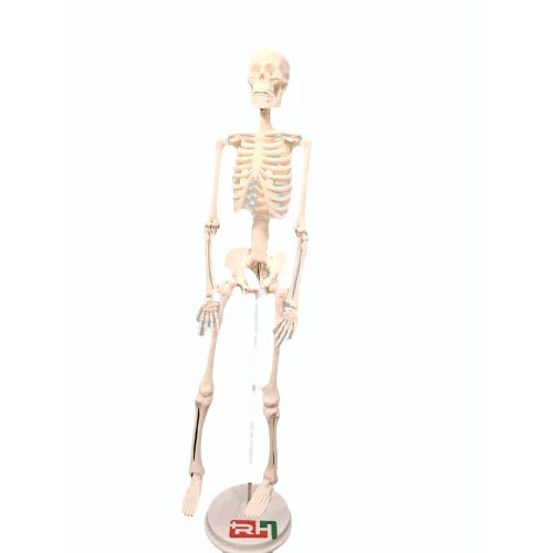 Human Skeleton With Stand