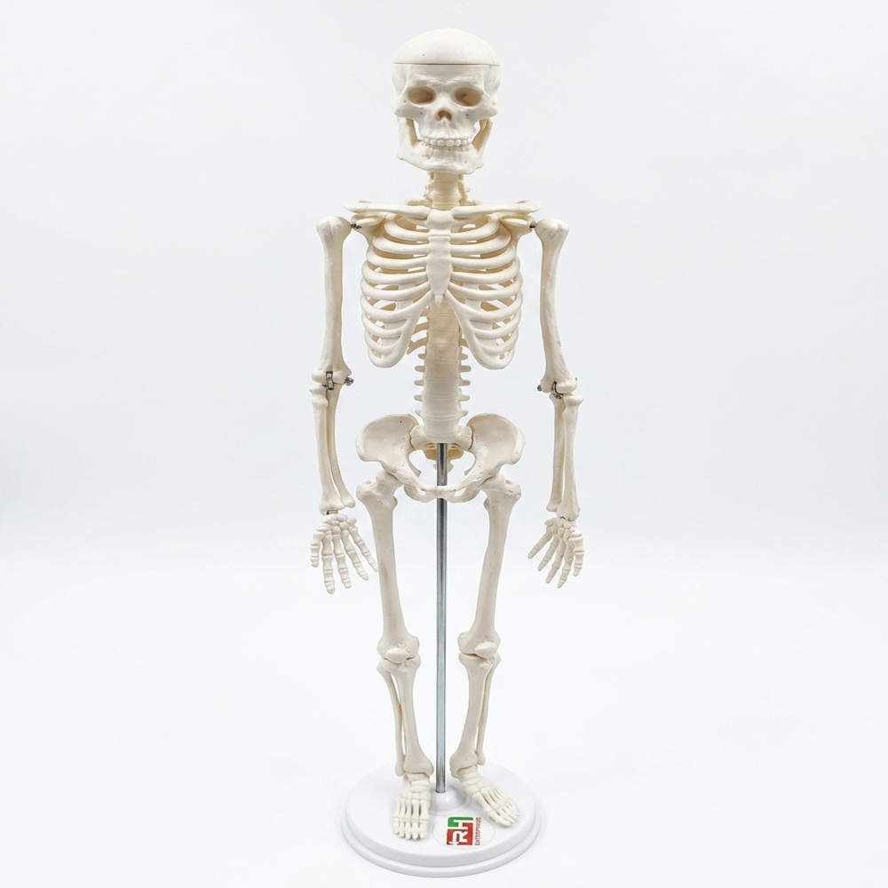 Human Skel-Eton With Stand - Color: White