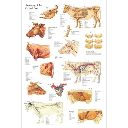 Chart For Nervous System Of Cow