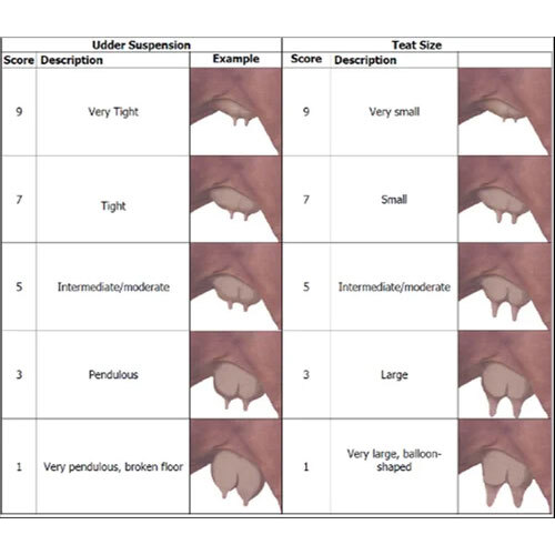 Chart of Udder