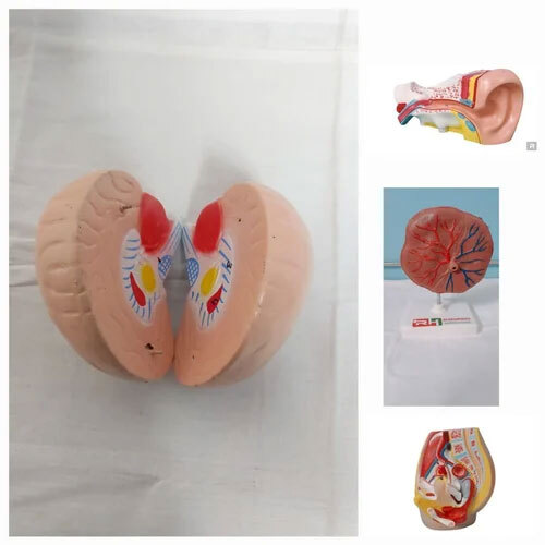 Charts Human Physiology