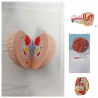 Charts Human Physiology - Pvc Material, Standard Size, Skin Color, Polished Surface Finish | Educational Use, Suitable For All Age Groups, Plain Style