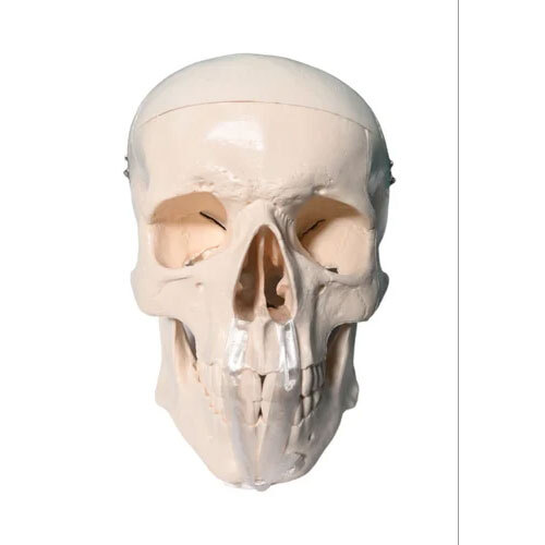 Human Skull Model