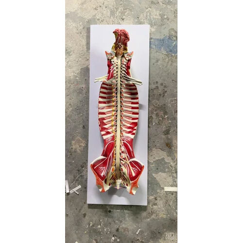 Spinal Cord With Spinal Canal