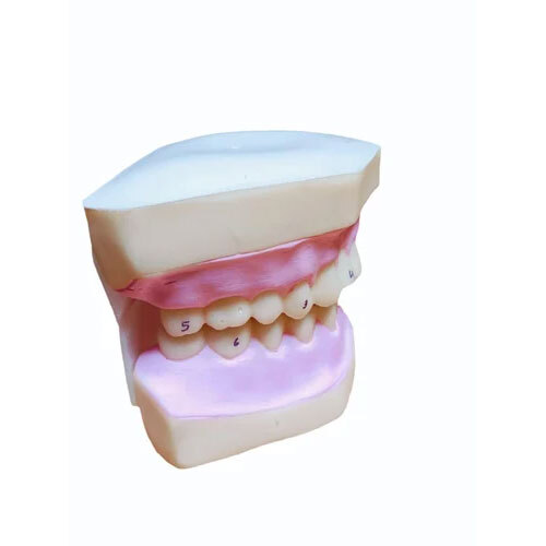 PVC Teeth Model