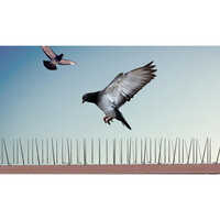 Anti Bird Spikes