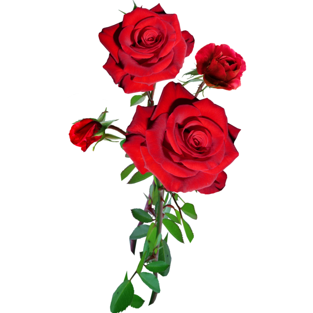 Pure Rose Attar (Gulab Attar) - Brand Name: Mishra Fragrances