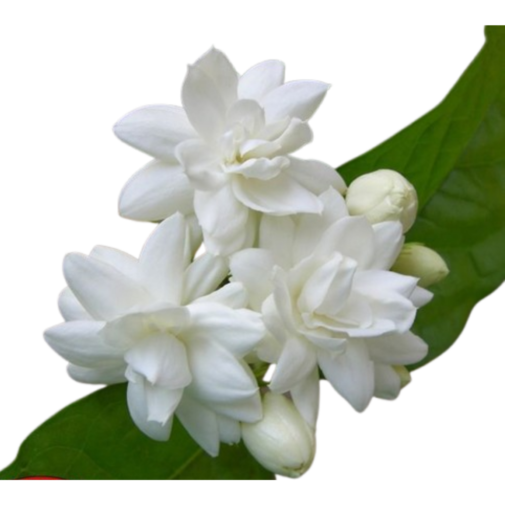 Jasmine Attar - Pure Indian Natural Attar, Hydro-distilled Jasmine Sambac Oil, Medium Consistency, Rich Floral Aroma, Pale Yellow Color, Roll-on And Liquid Form, Suitable For Daily Use, Exclusively Manufactured By Mishra Fragrances