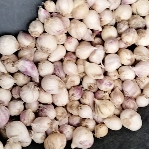 White Garlic - Moisture (%): 5% - 10%