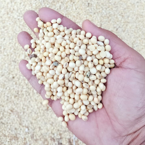 Fresh Soybean Seeds - Cultivation Type: Common