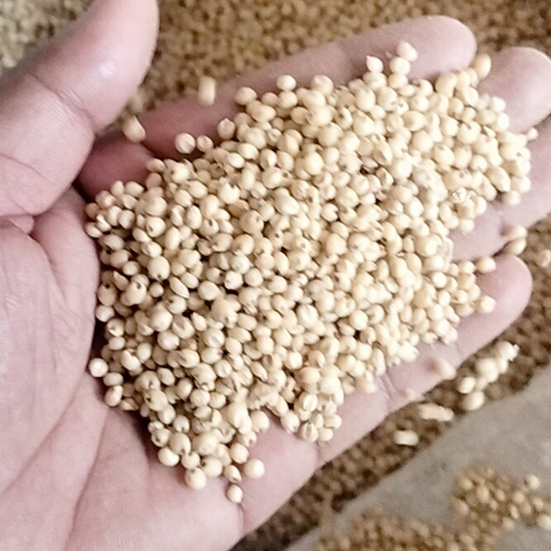 Sorghum Seeds - Cultivation Type: Common