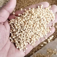 Sorghum Seeds