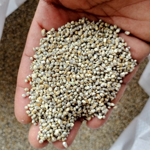 Fresh Pearl Millets