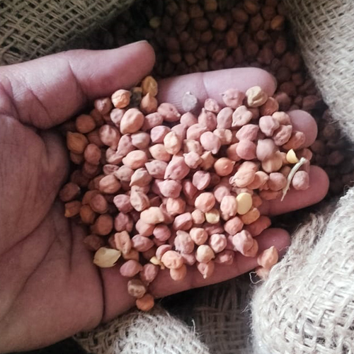 ताज़ा काला चना