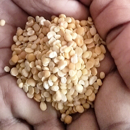 Urad Dal - Cultivation Type: Common