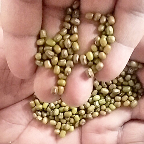 Mung Bean - Cultivation Type: Common