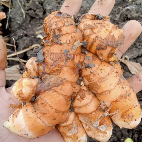 Fresh Raw Turmeric - Moisture (%): 5% - 10%