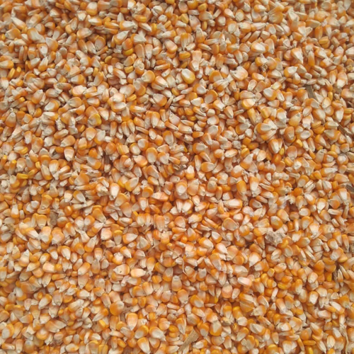 Yellow Dry Whole Maize - Cultivation Type: Common