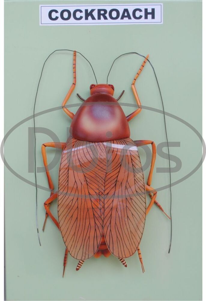 Zoology Models
