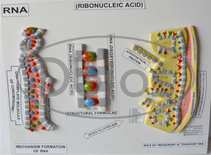 Fiberglass Science models