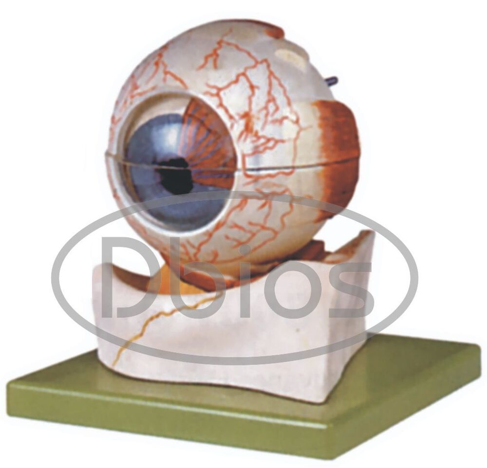 Eye Model