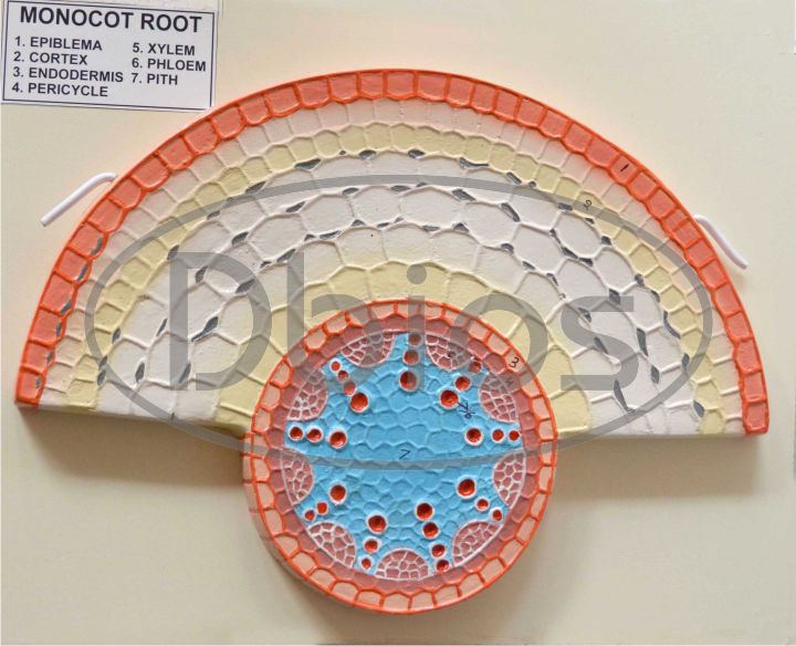 Stem Botany model