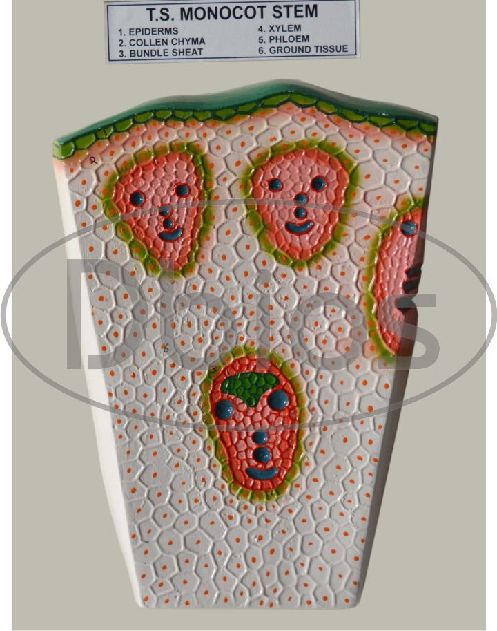 Stem Botany Model