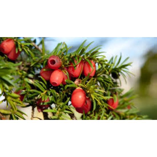 Taxus Baccata Extract