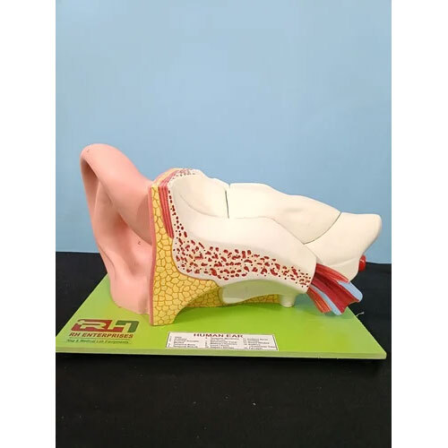 Anatomy Equipments Suppier - Material: Pvc