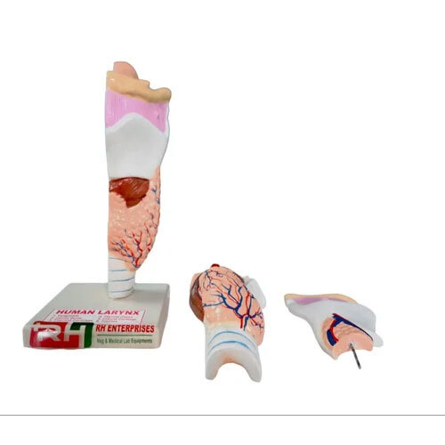 Human Larynx Model Supplier In India