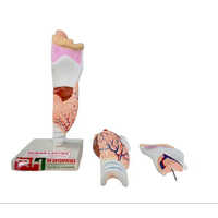 Human Larynx Model - Stainless Steel, Portable Design With 1-year Warranty For Hospital Use