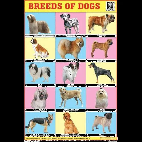 Animal Various Breeds Chart